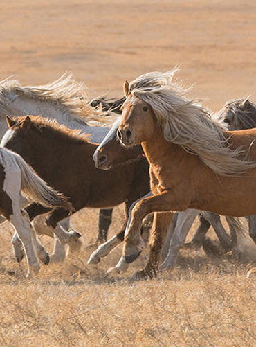 Wide steppe wild horse tour